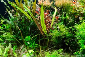 Cryptocoryne albida (submersed) Oct 17 2013 (1)