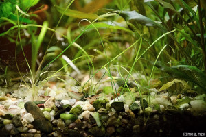 Cryptocoryne crispatula var. tonkinensis - submersed (2)