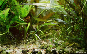 Cryptocoryne crispatula var. tonkinensis - submersed (3)