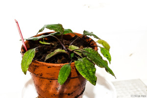 Crptocoryne minima (April 2014)