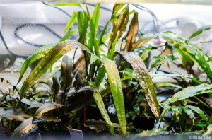 Cryptocoryne albida (April 2014)