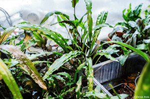 Cryptocoryne spiralis (April 2014)