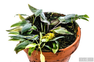 Cryptocoryne minima (August 2014) - another pot