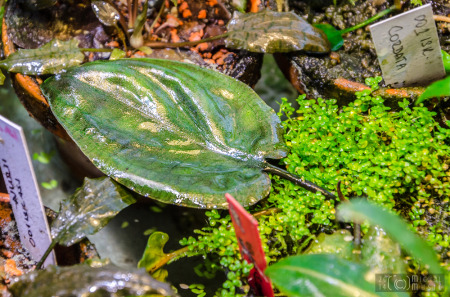 Cryptocoryne cordata var. cordata - leaf detail, approx. 7cm (July 5, 2014)