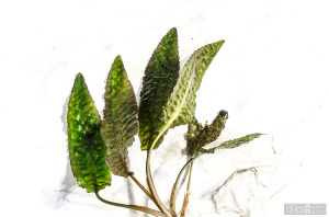 Cryptocoryne hudoroi (Sept. 13, 2014) - submersed - plant