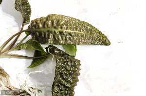 Cryptocoryne hudoroi (Sept. 13, 2014) - submersed - leaf detail