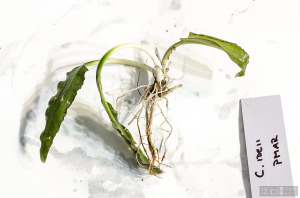 Cryptocoryne ideii (Sept. 13, 2014) - plant
