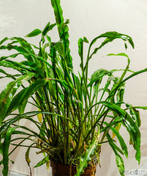 Cryptocoryne spiralis (Sept. 2014)