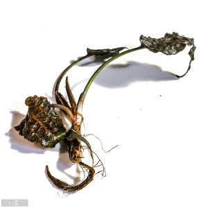 Cryptocoryne uenoi 'Serian' (Oct. 29, 2014) - just arrived