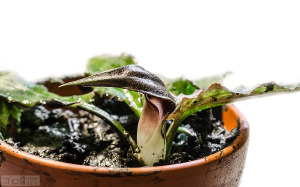 Cryptocoryne auriculata 'Tiger stripes' 'Julau' - spathe (Dec. 4, 2014)